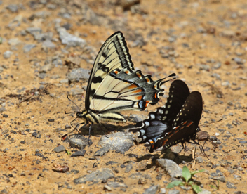 Appalachian Tiger Swallowtail